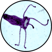 Wenztscope Easy-View Microscope