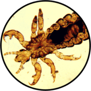 Wenztscope Easy-View Microscope