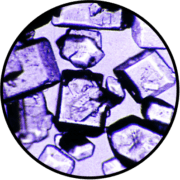 Wenztscope Easy-View Microscope