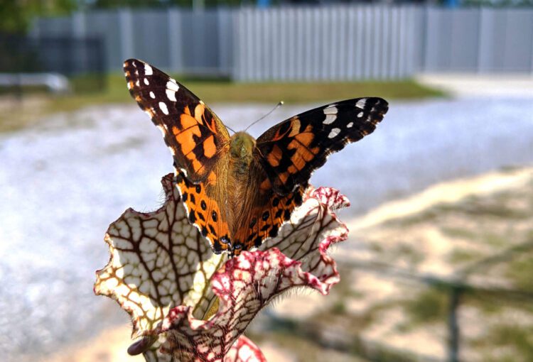 A butterfly sits on a plant in front of an observatory.