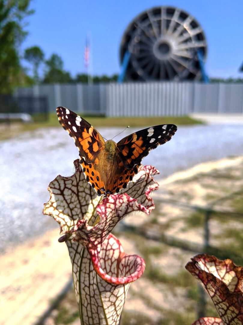 A butterfly sits on a plant in front of an observatory.