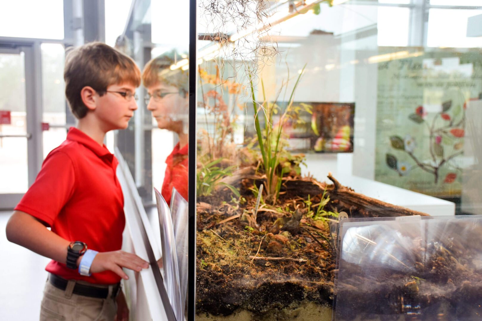 A boy is looking at a display of plants in a glass case.